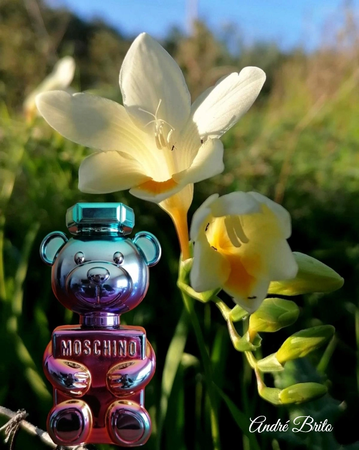 Moschino Toy 2 Pearl