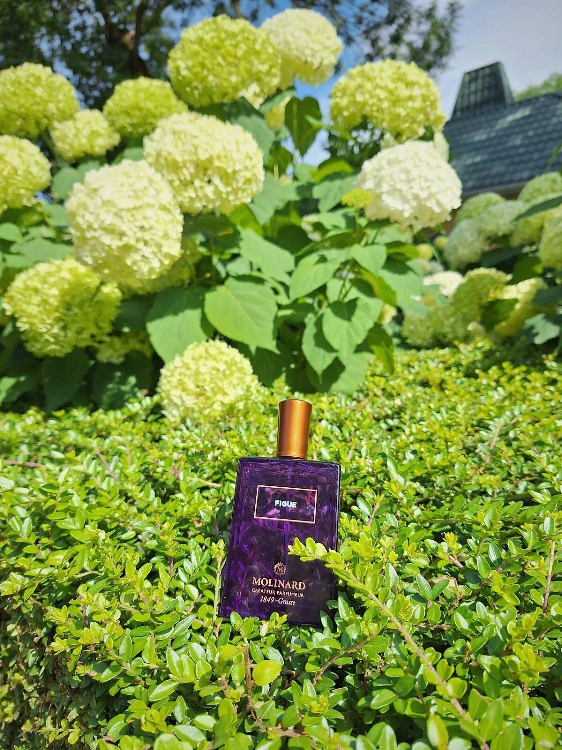 Molinard Figue Eau de Parfum