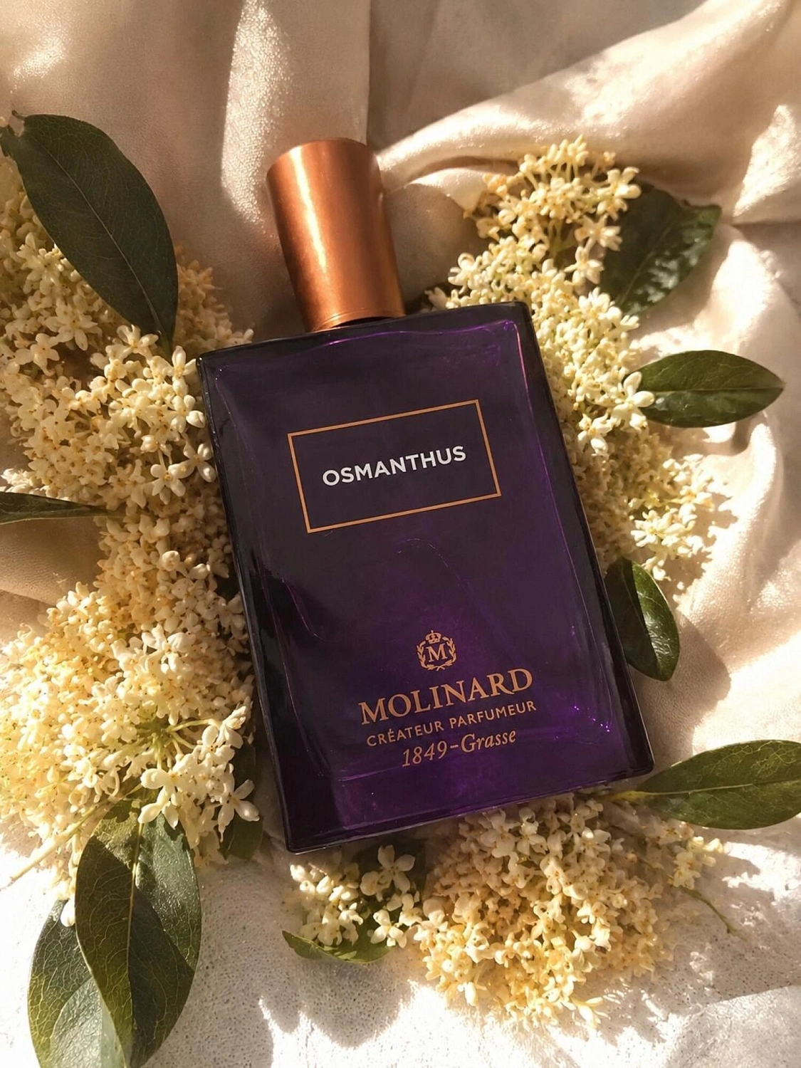 Molinard Osmanthus