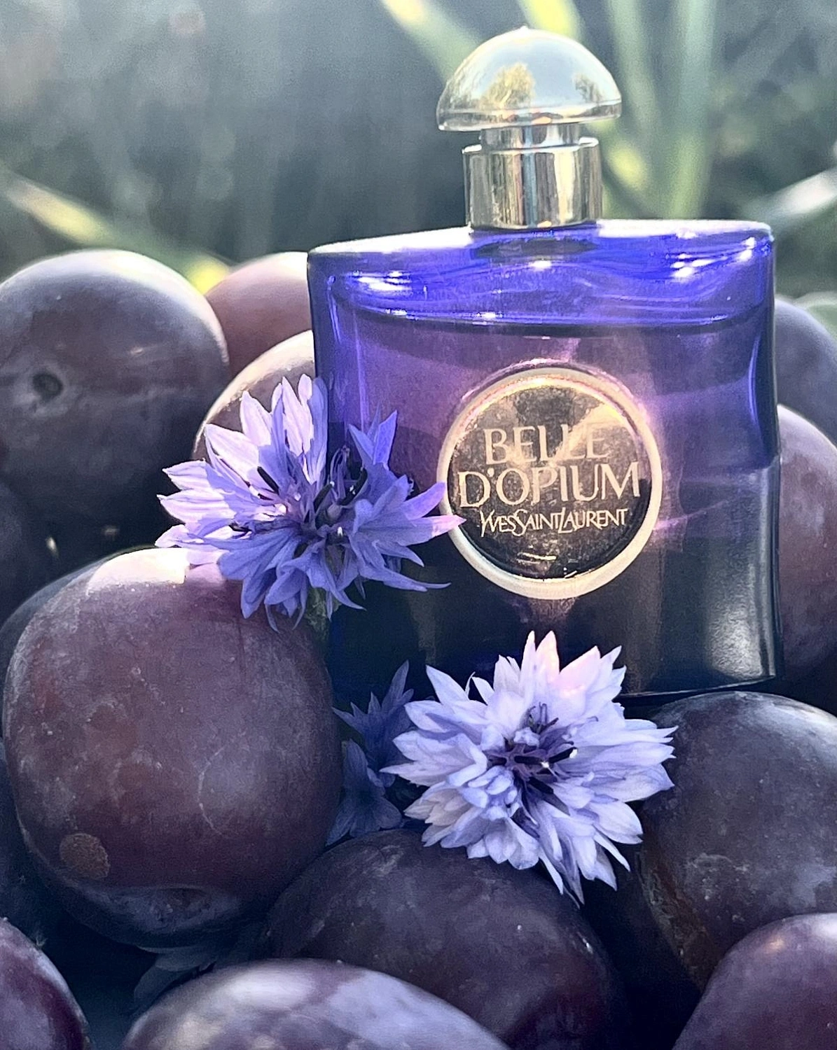 Yves Saint Laurent Belle d'Opium