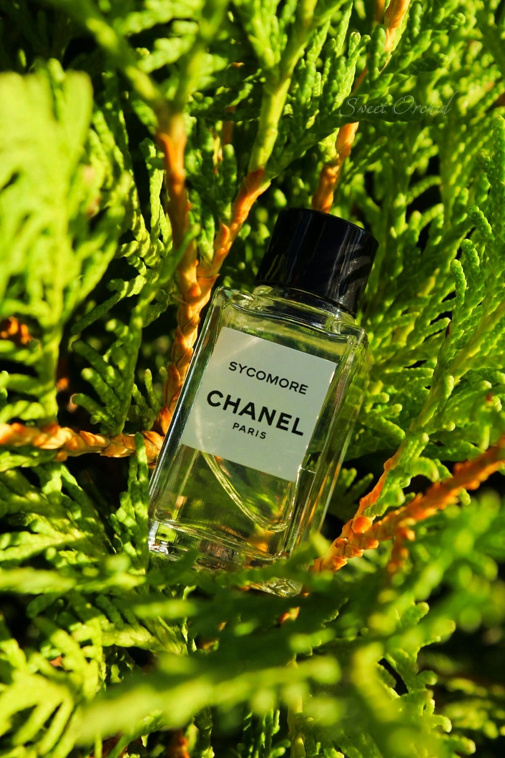 Chanel Sycomore