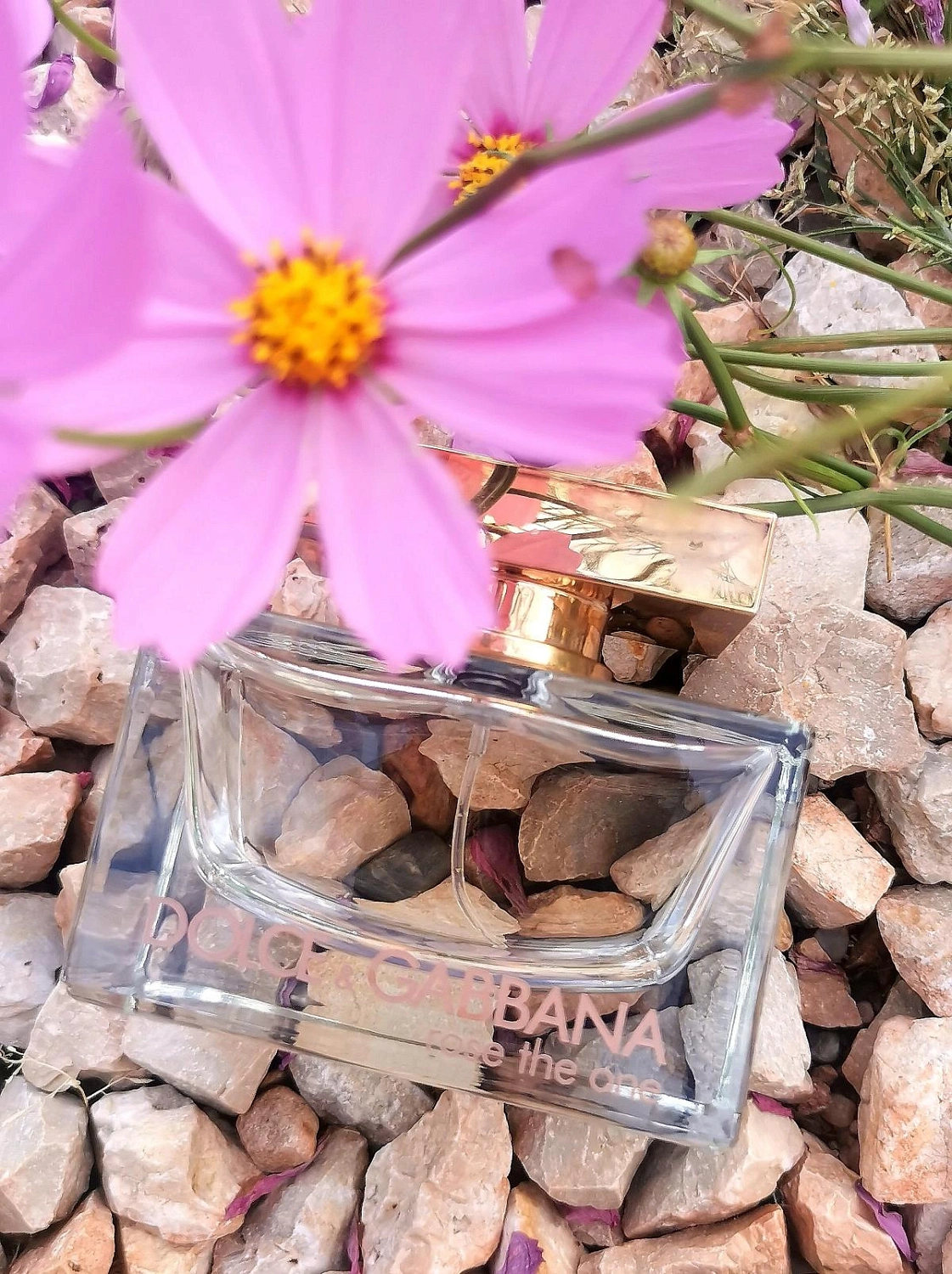 Dolce & Gabbana Rose The One