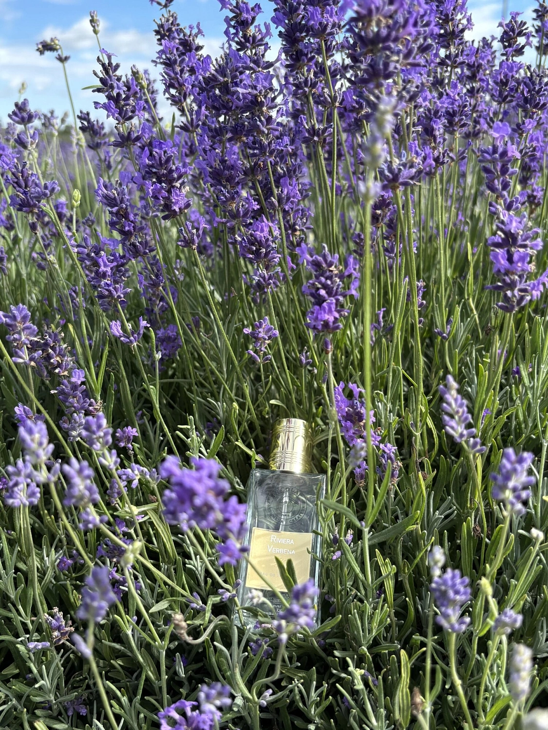 Nicolaï Riviera Verbena
