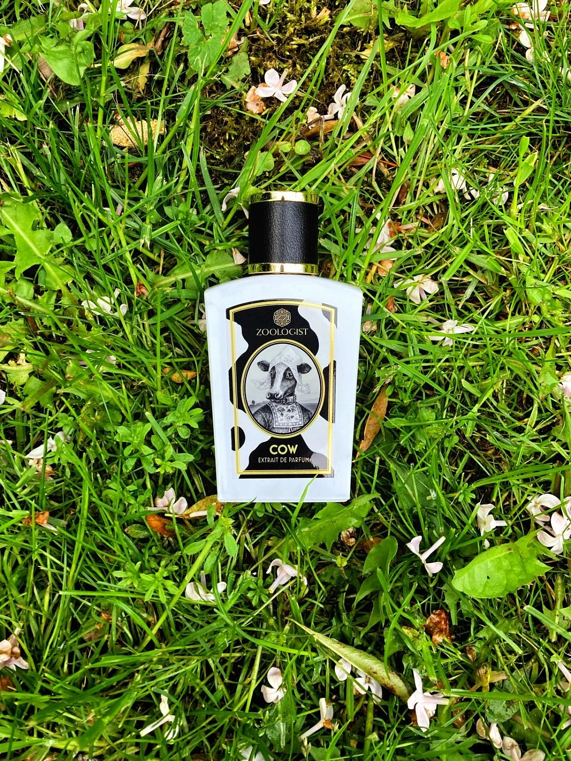 Zoologist Perfumes Cow