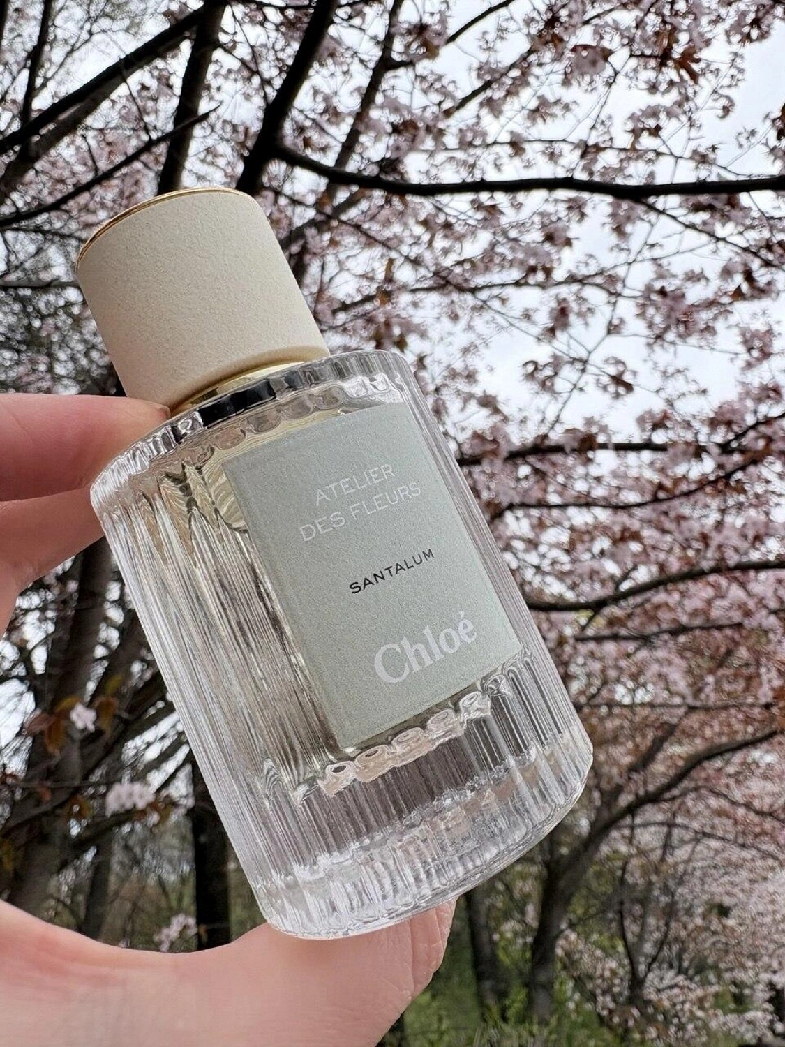 Chloé Santalum
