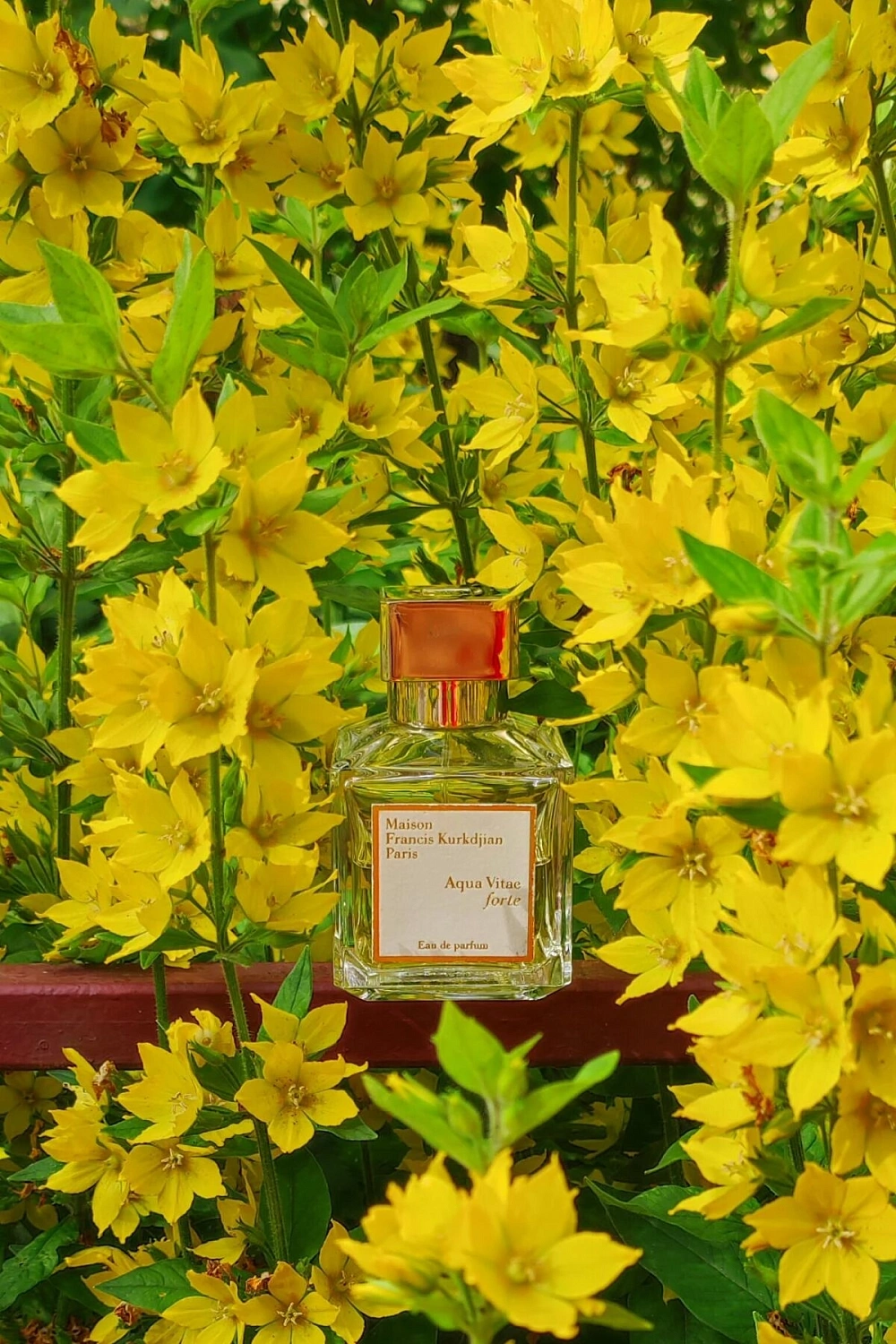 Maison Francis Kurkdjian Aqua Vitae Forte
