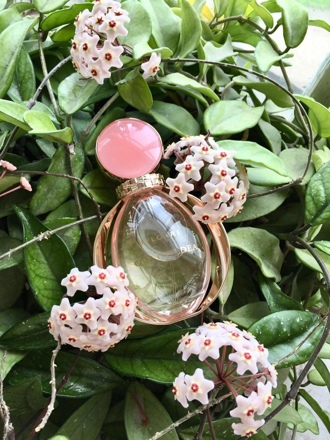 Bvlgari Rose Goldea