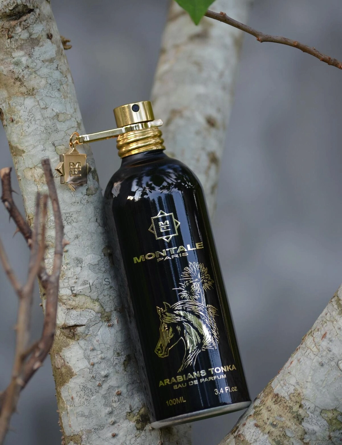 Montale Arabians Tonka