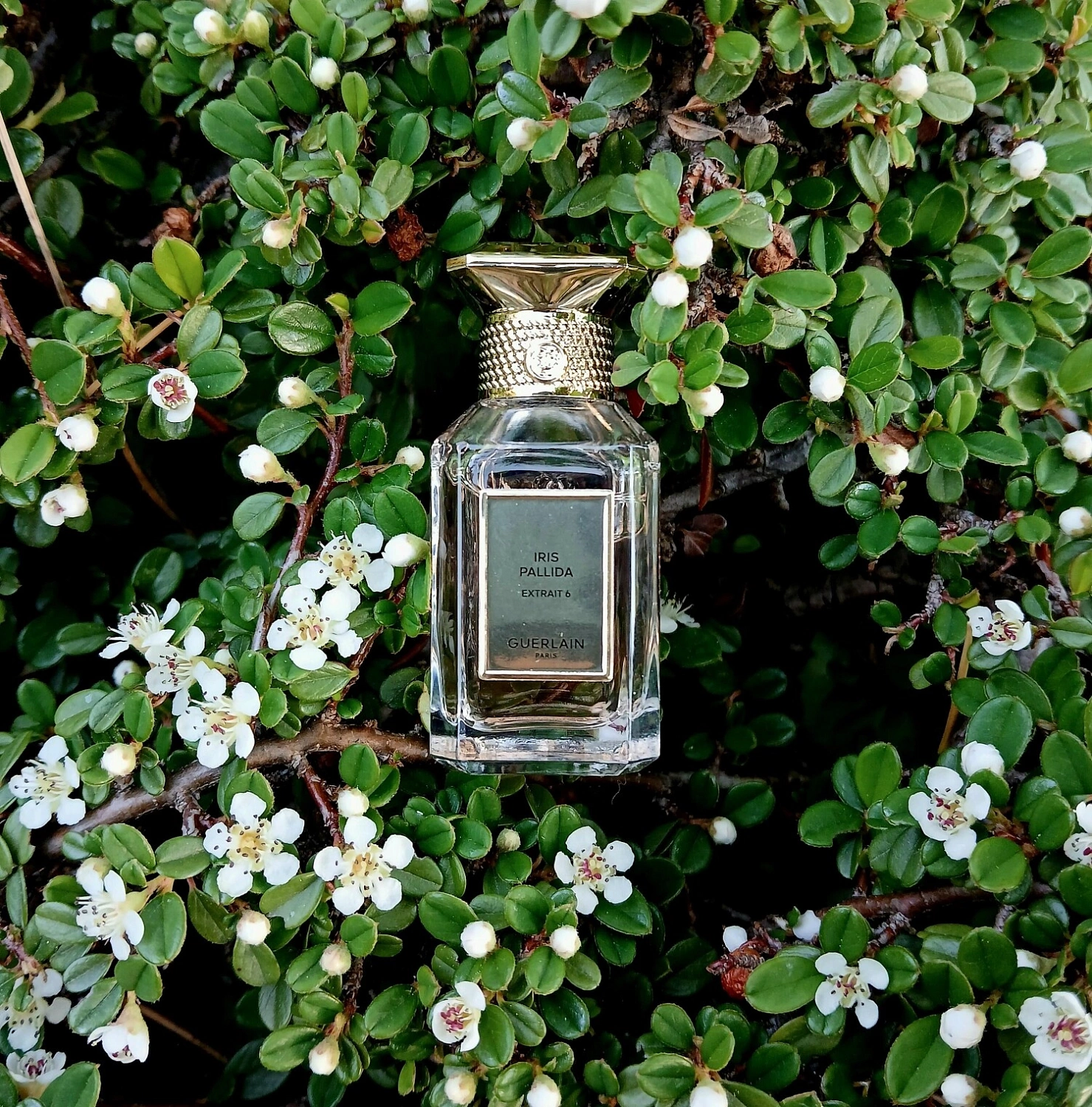 Guerlain Iris Pallida Extrait 6