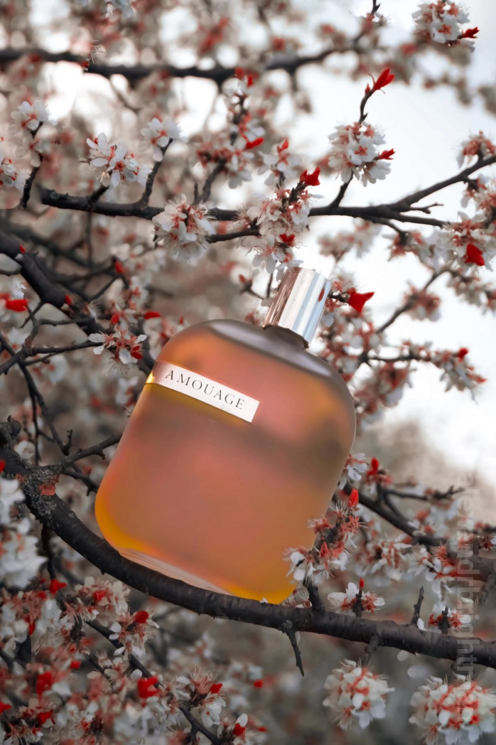 Amouage The Library Collection Opus I