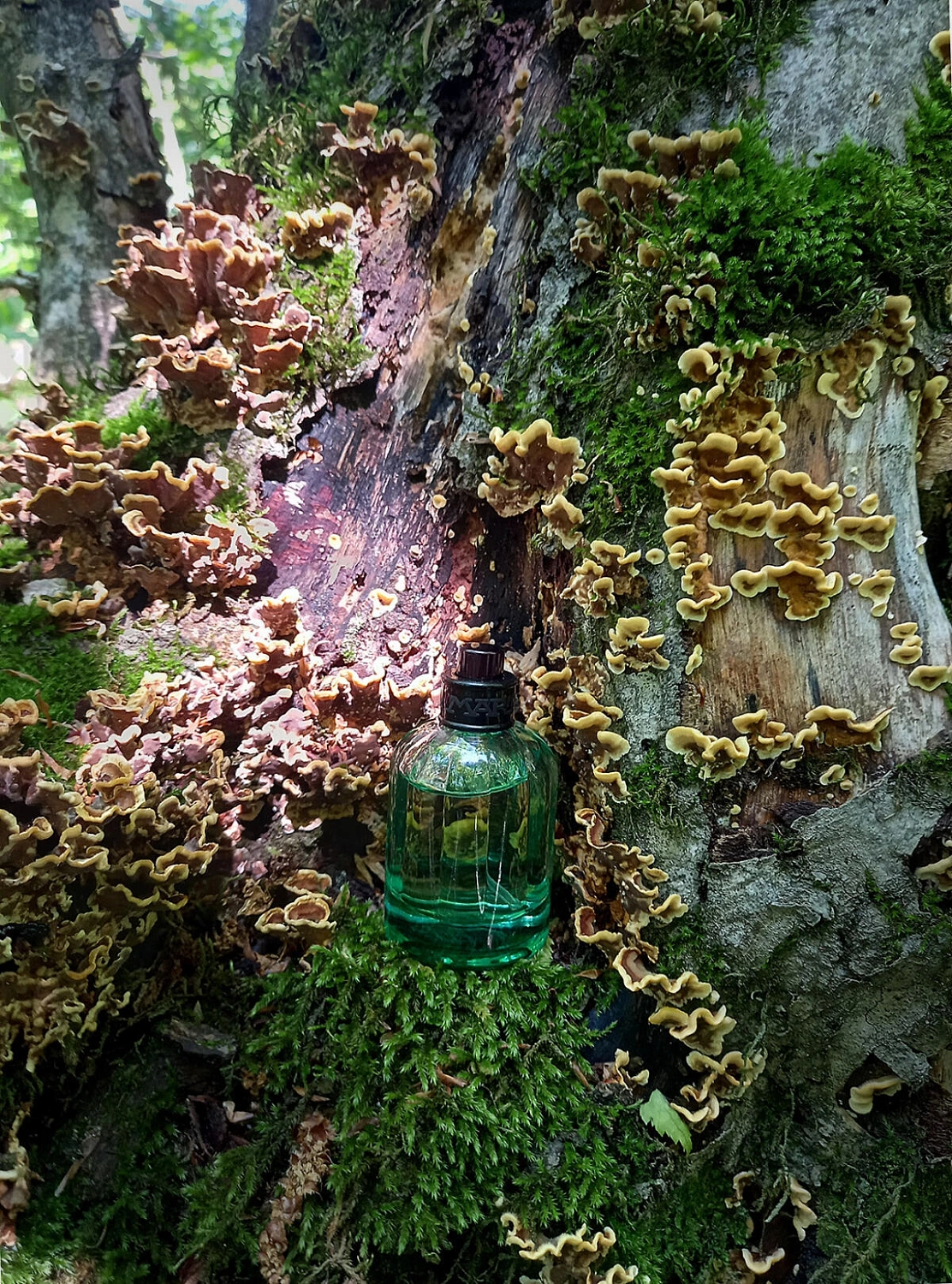 La Martina Colonias Intensas N.01 - Alpha Woods