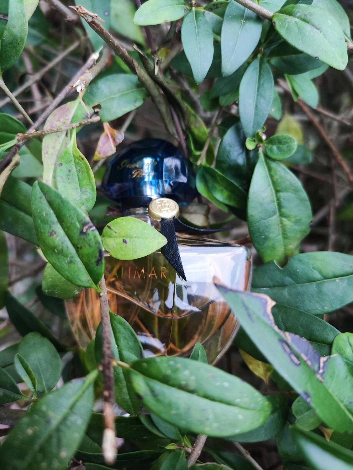 Guerlain Shalimar Eau de Toilette
