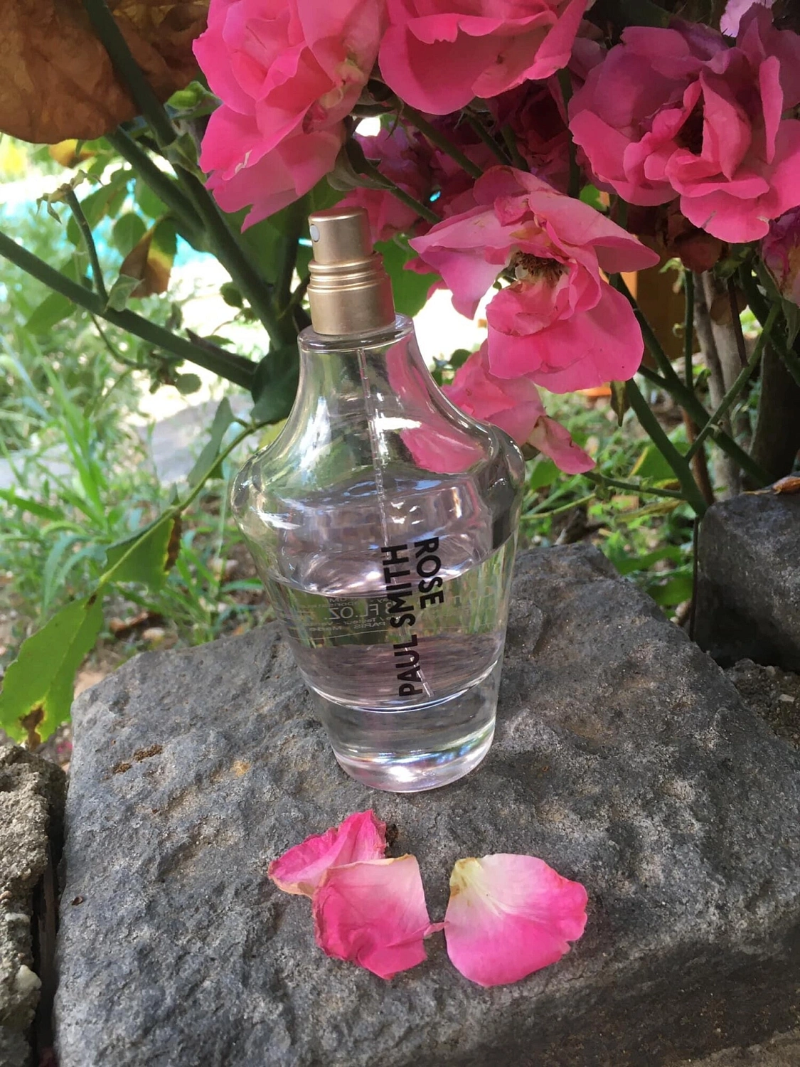 Paul Smith Rose