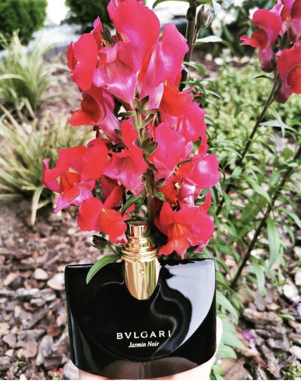 Bvlgari Jasmin Noir