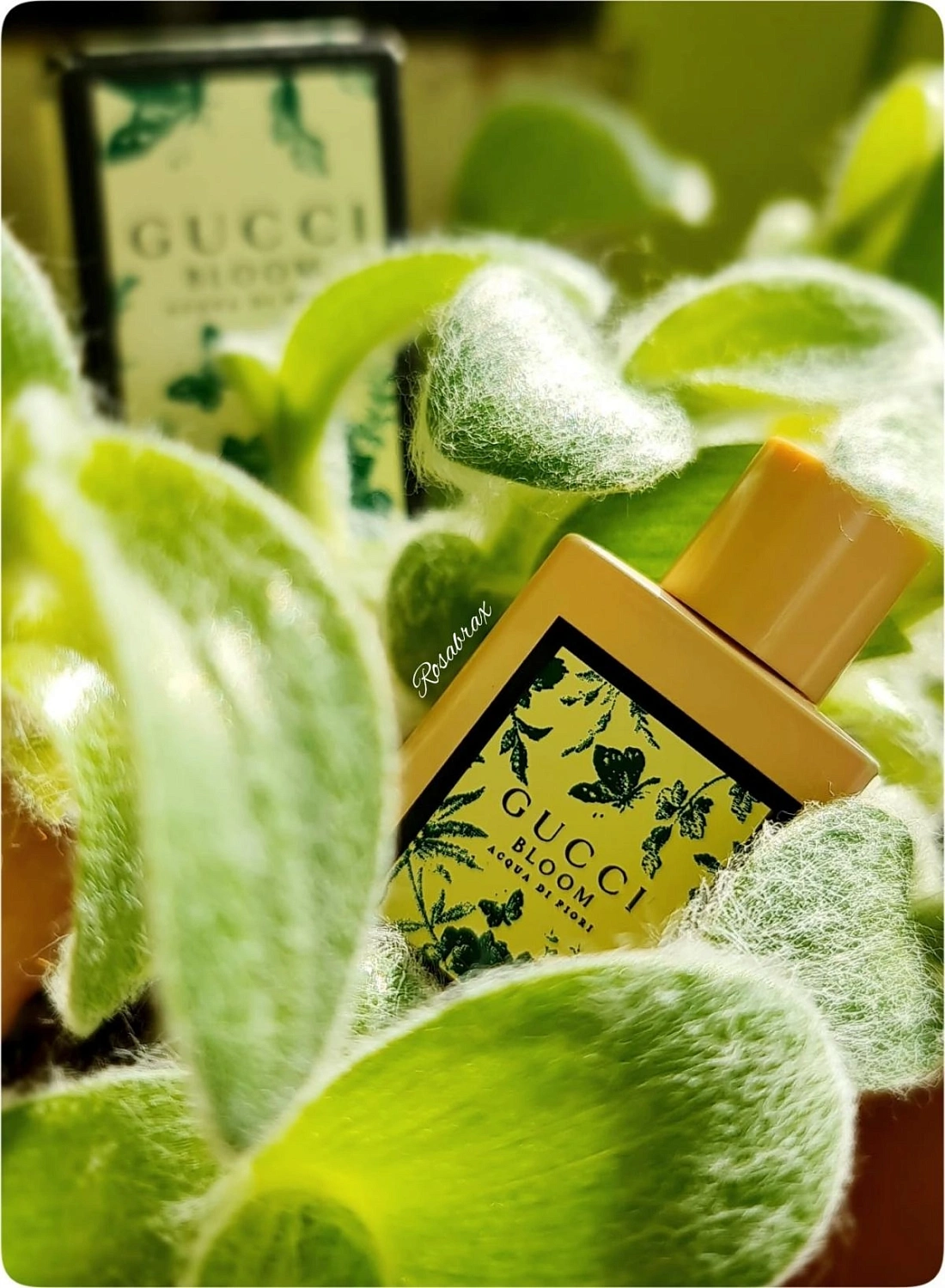 Gucci Bloom Acqua di Fiori
