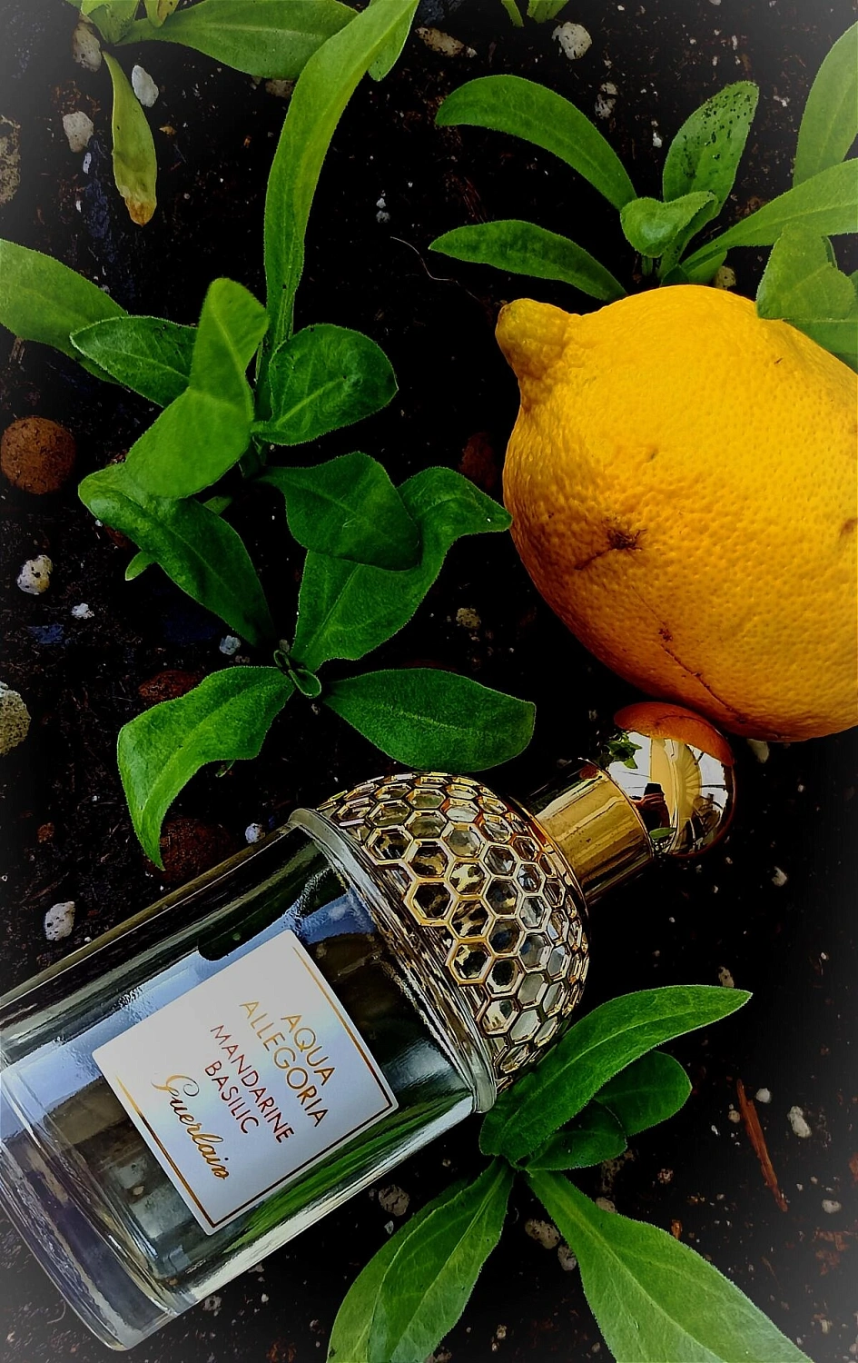 Guerlain Aqua Allegoria Mandarine Basilic