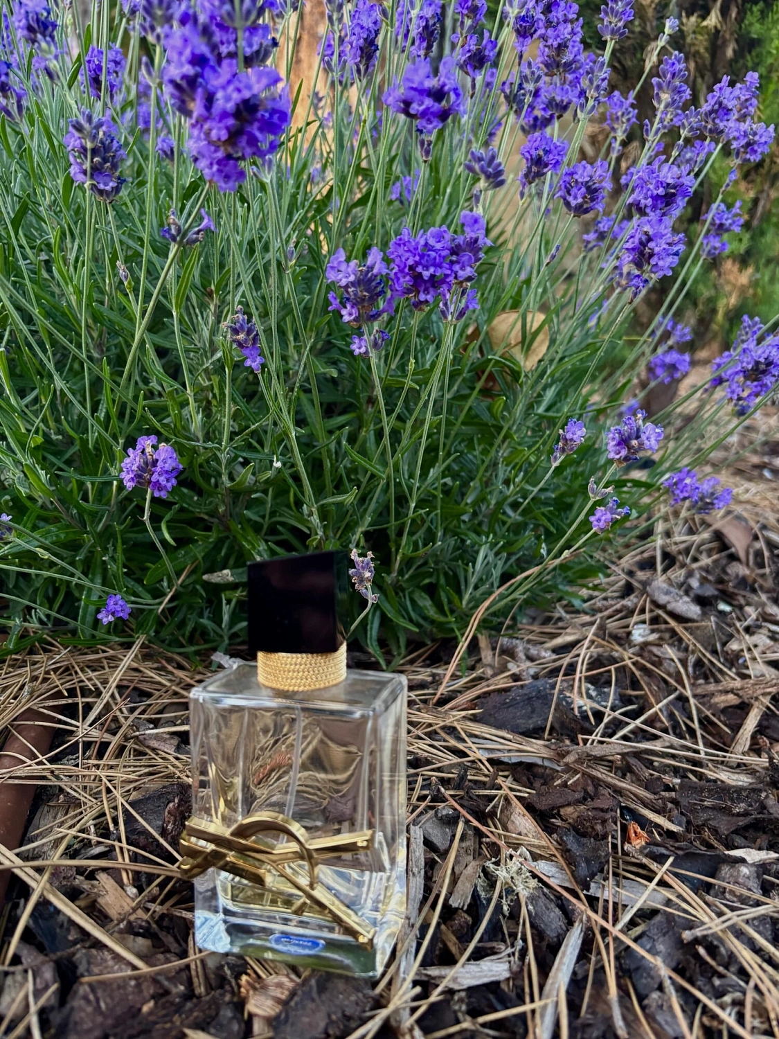 Yves Saint Laurent Libre