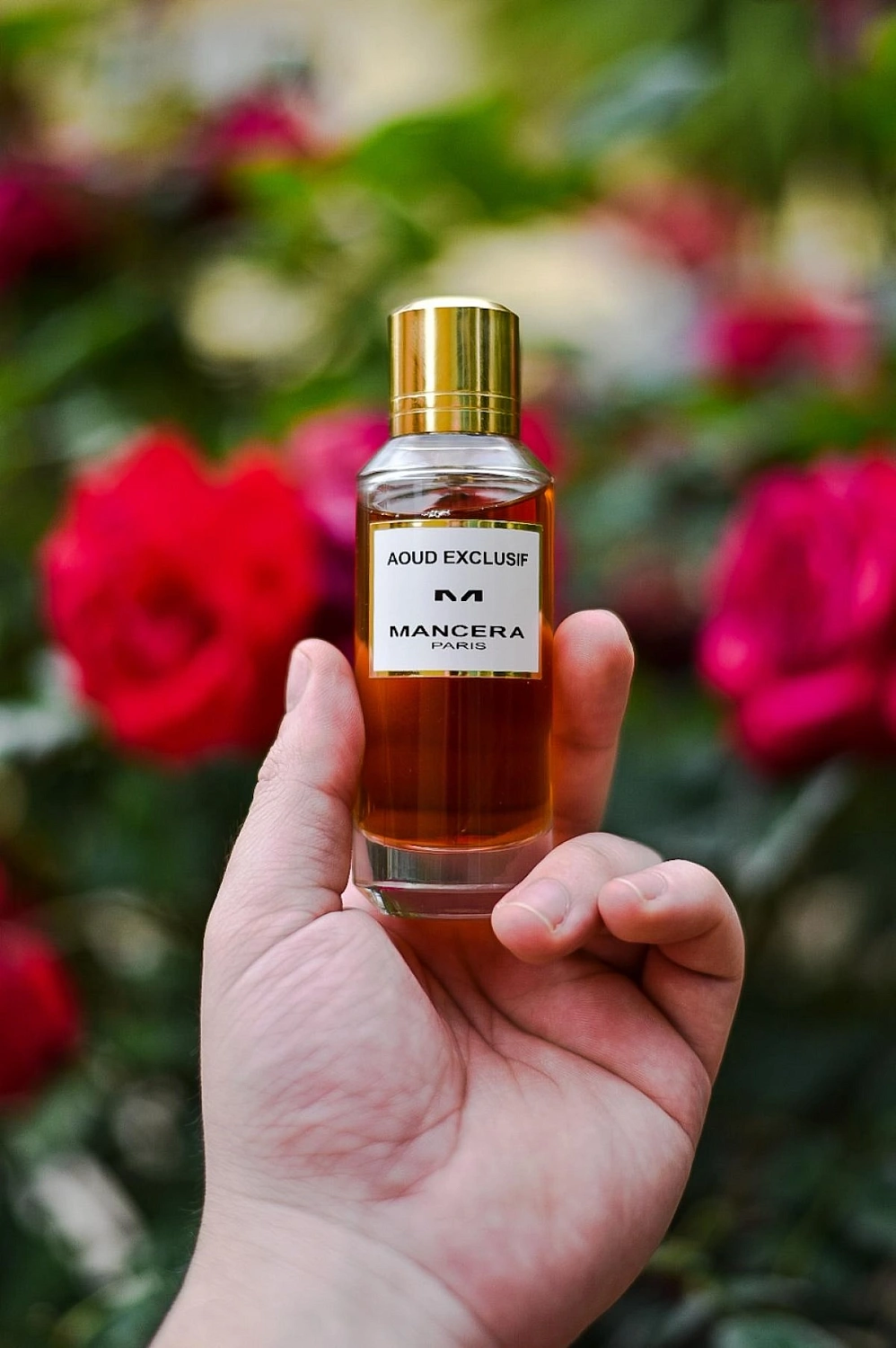 Mancera Aoud Exclusif