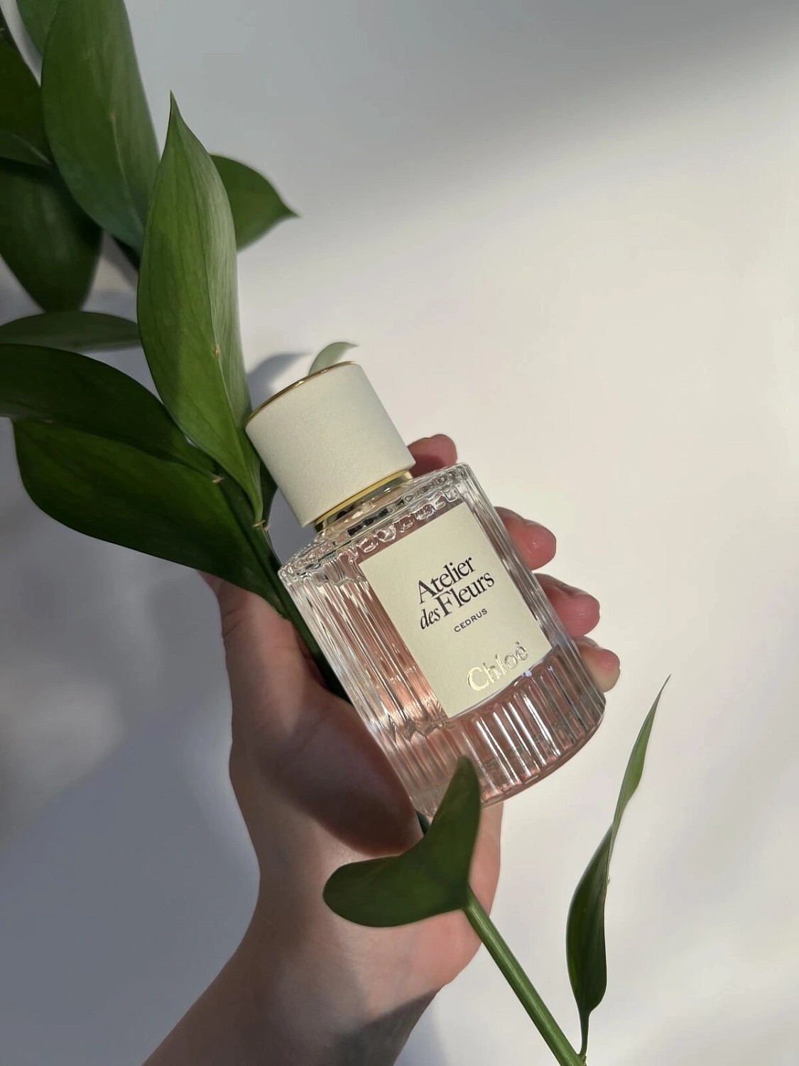Chloé Atelier Des Fleurs Cedrus