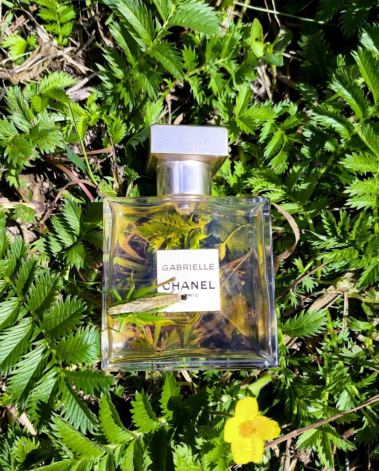 Chanel Gabrielle