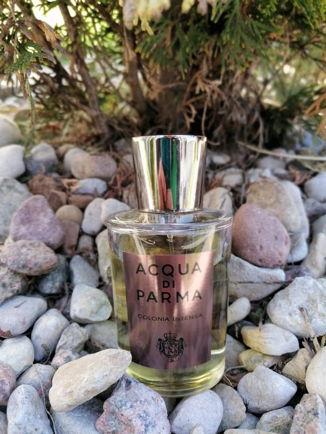Acqua di Parma Colonia Intensa
