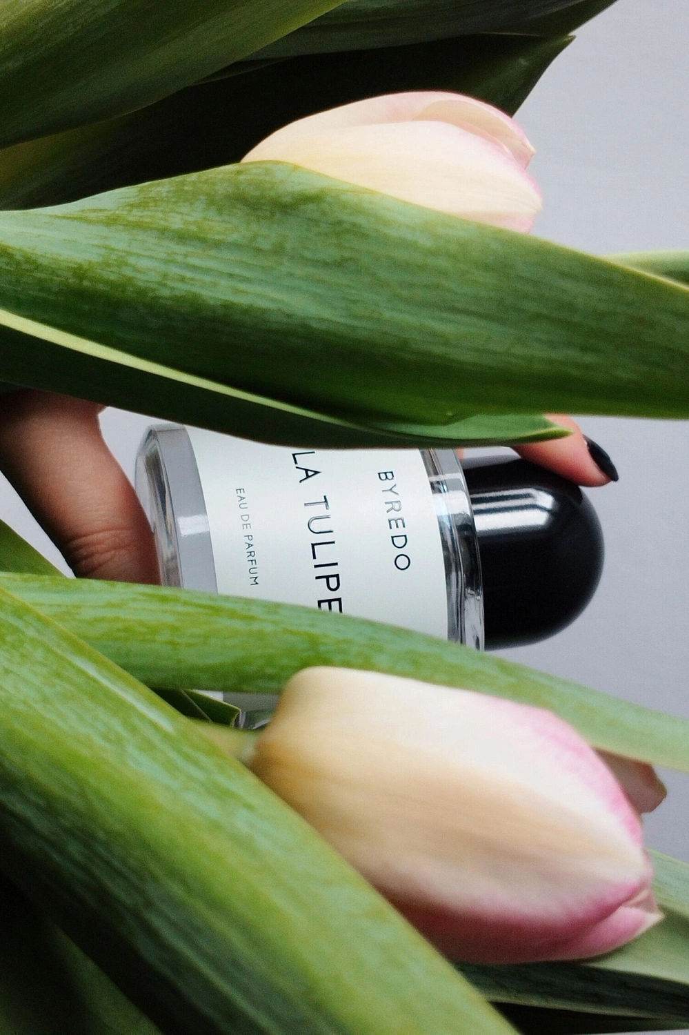 BYREDO La Tulipe