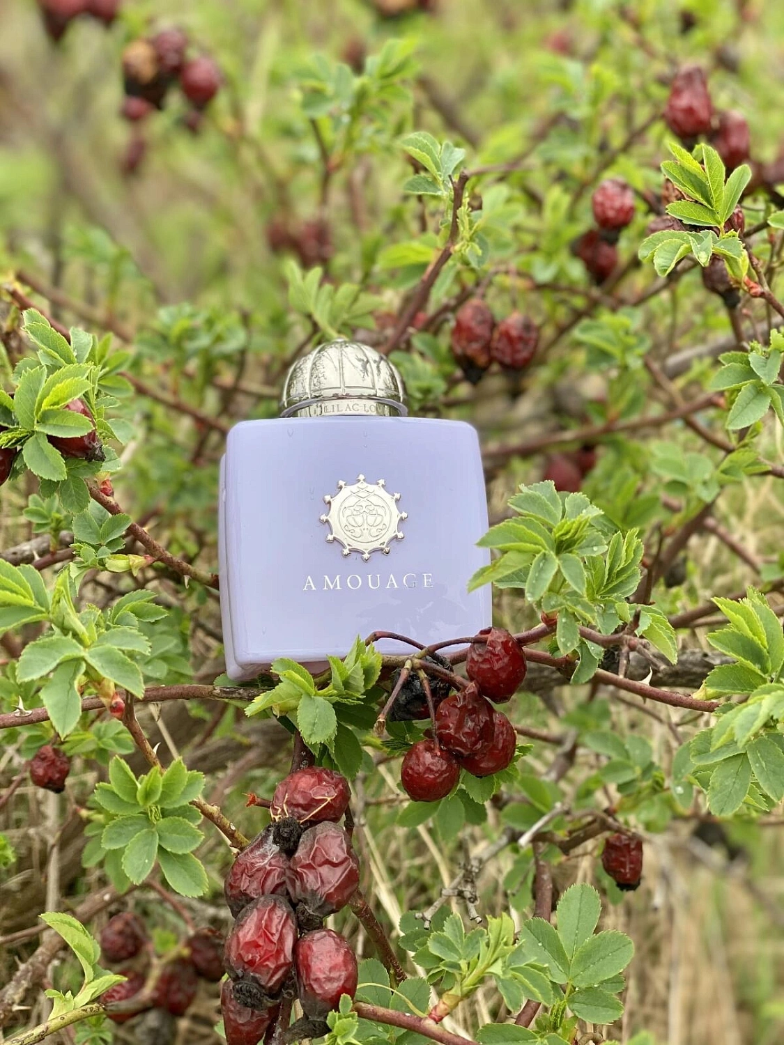 Amouage Lilac Love