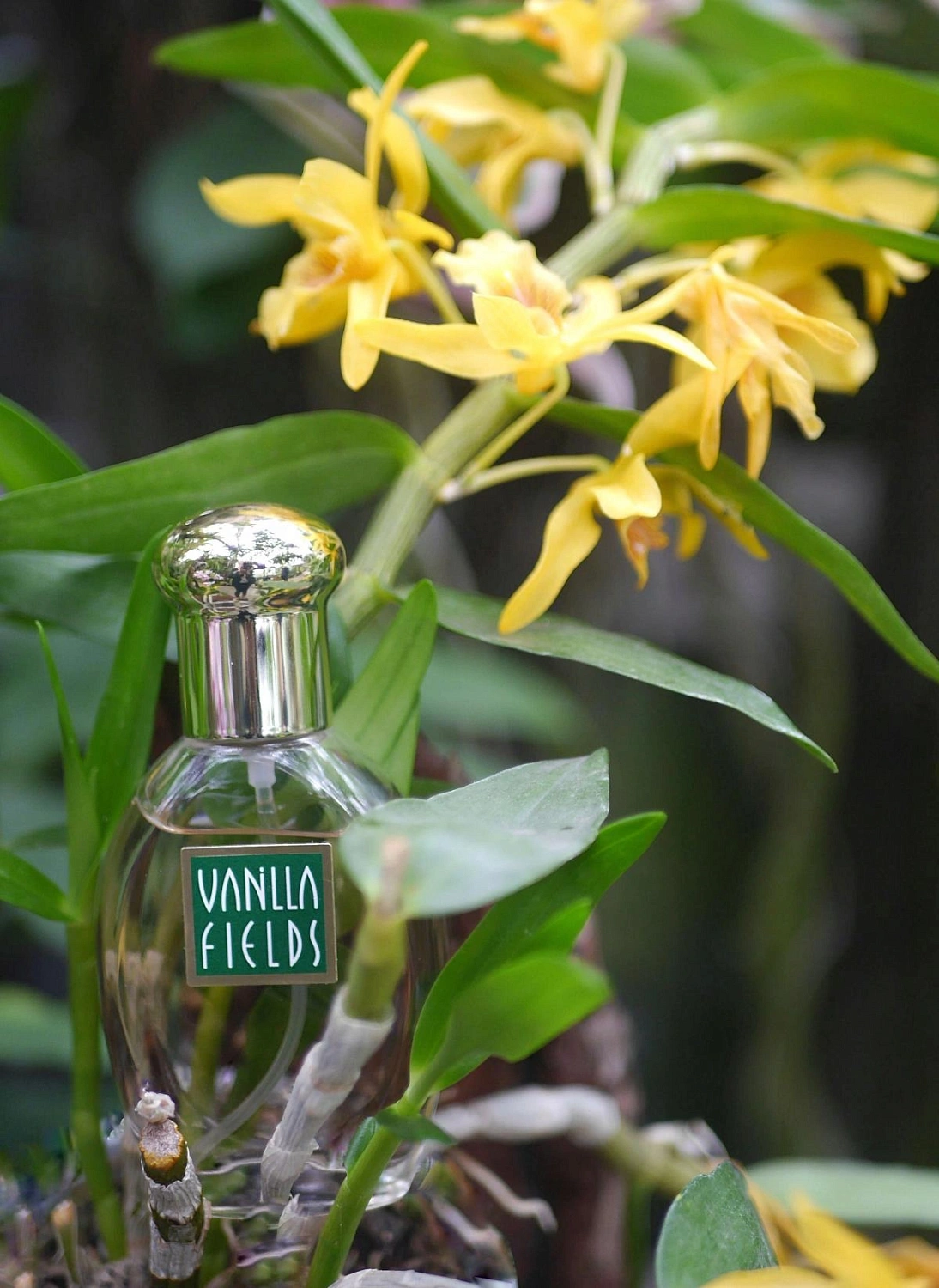 Coty Vanilla Fields