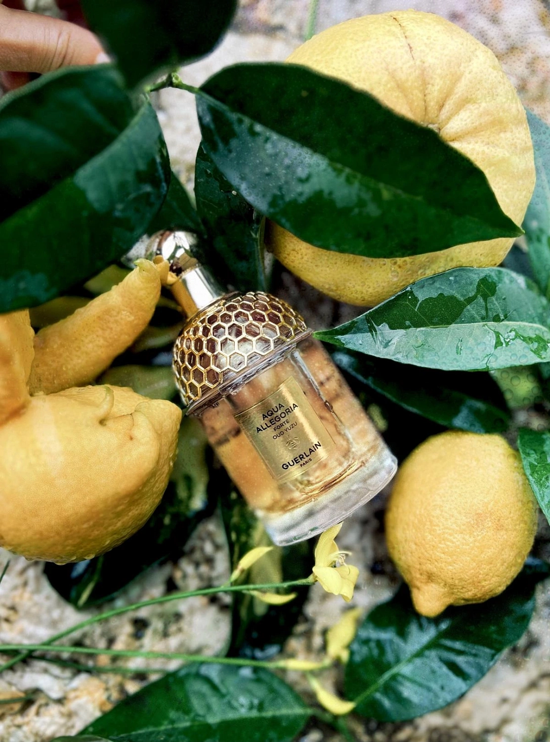 Guerlain Aqua Allegoria Forte Oud Yuzu
