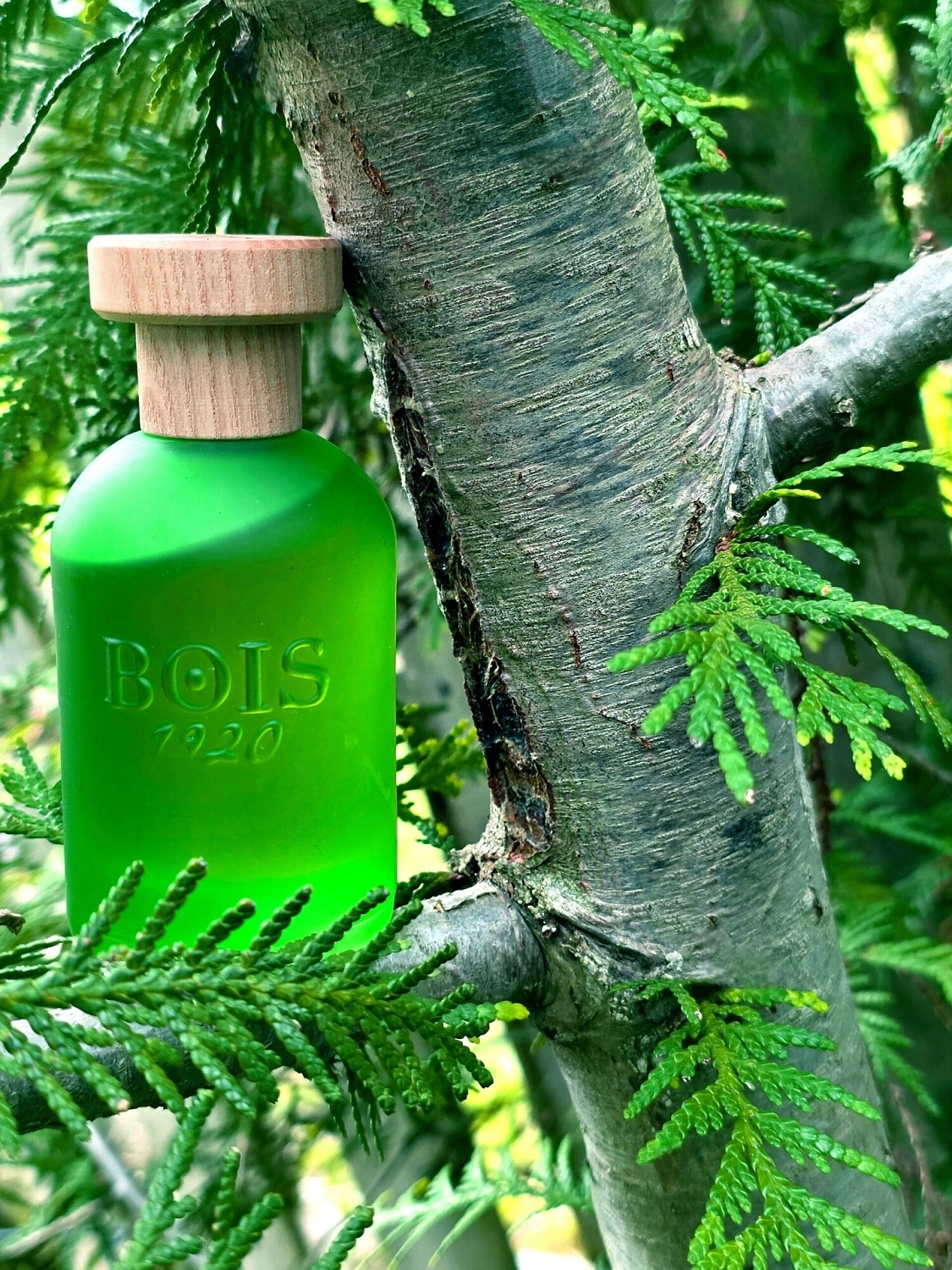 Bois 1920 Cannabis