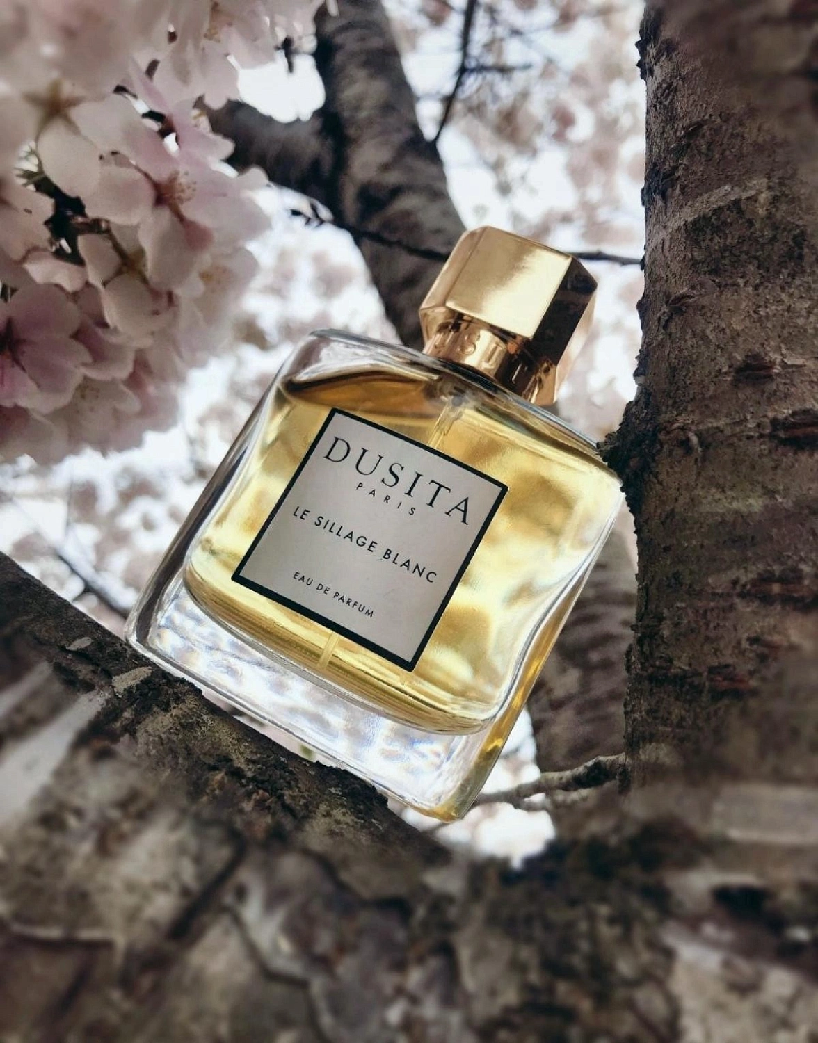 Dusita Le Sillage Blanc