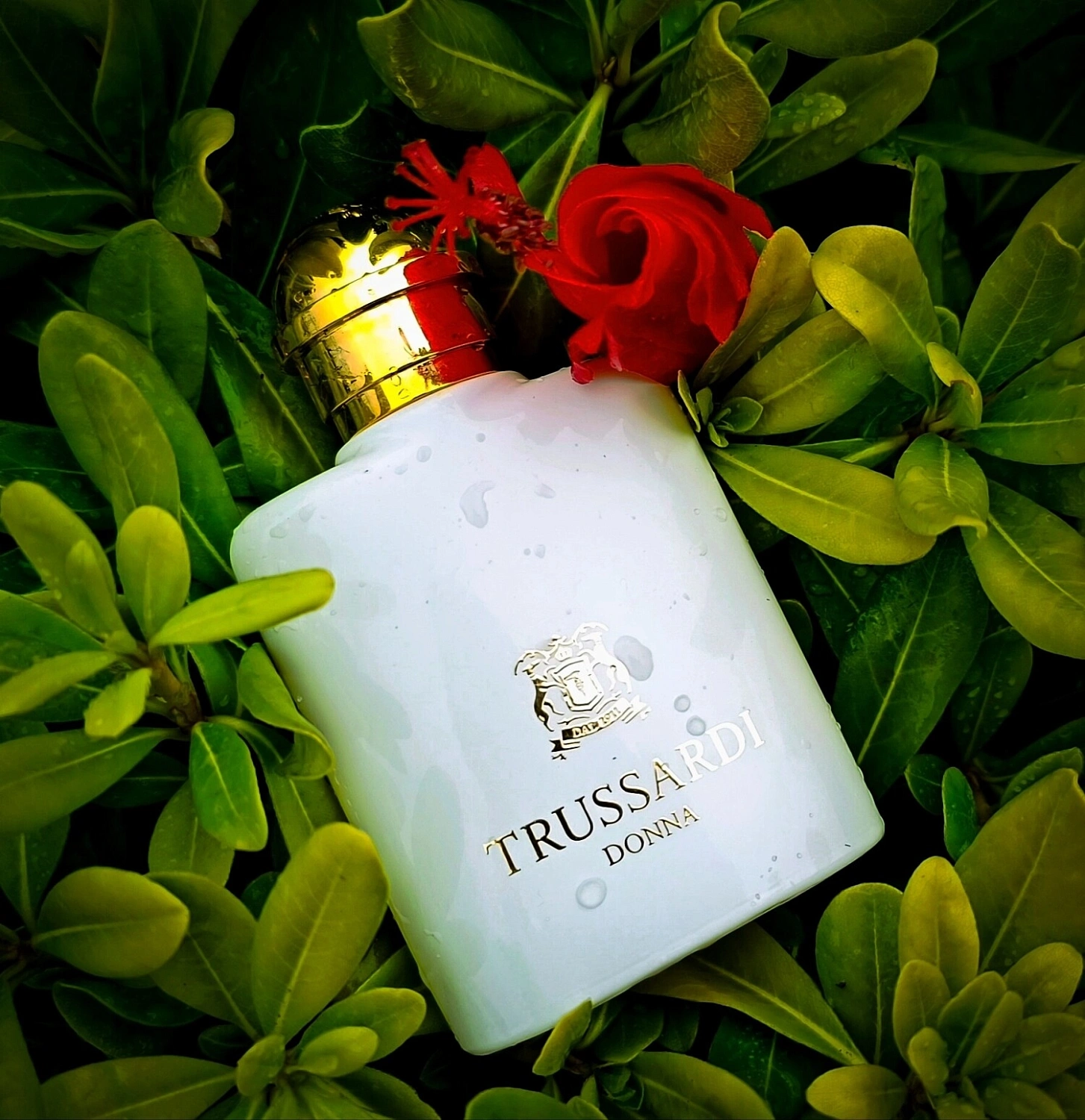 Donna Trussardi 2011