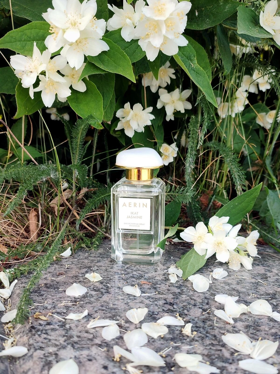 AERIN Ikat Jasmine