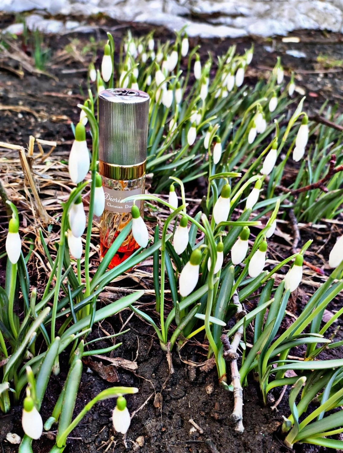 Christian Dior Diorissimo