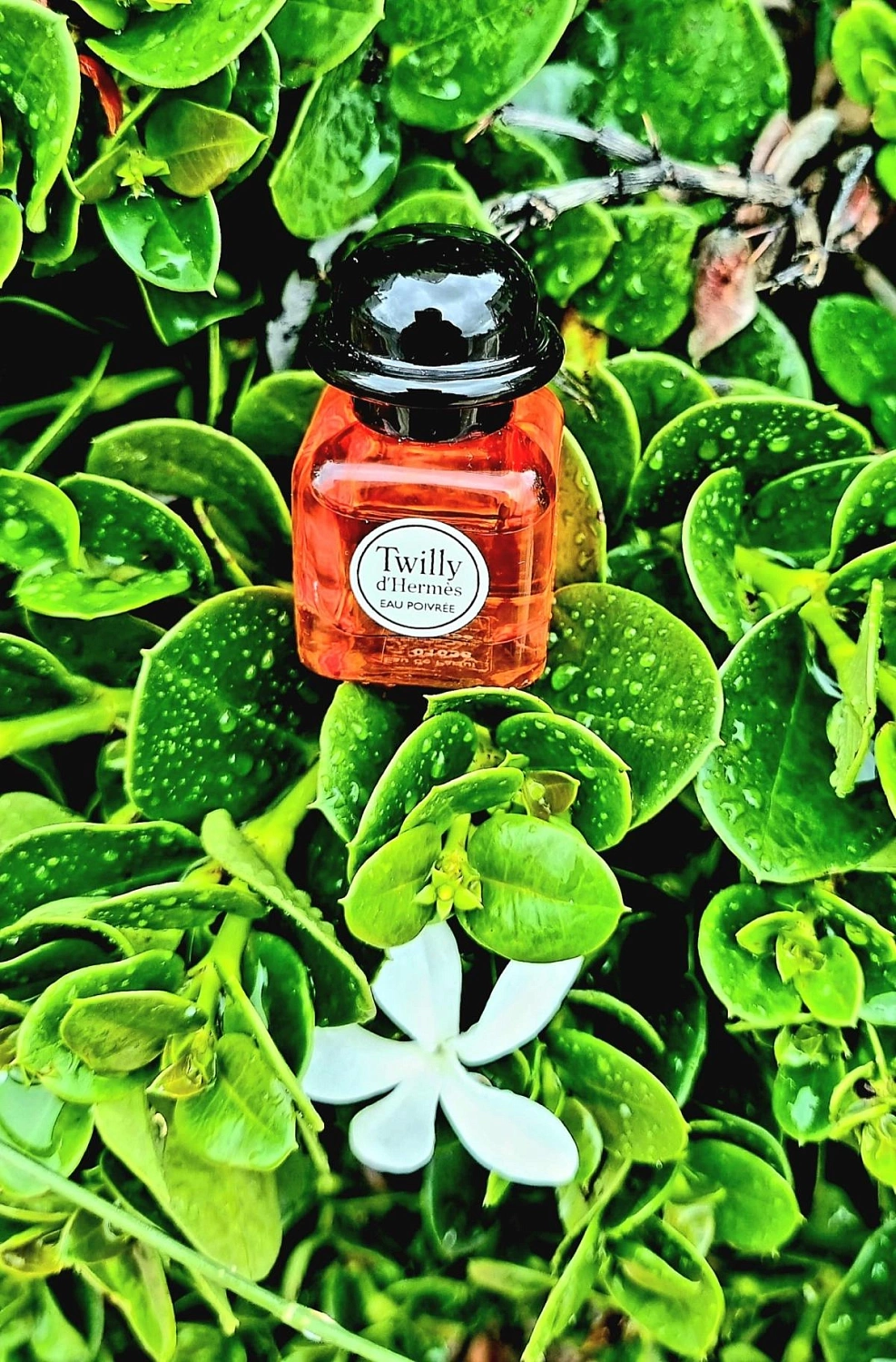 Twilly d'Hermès Eau Poivree