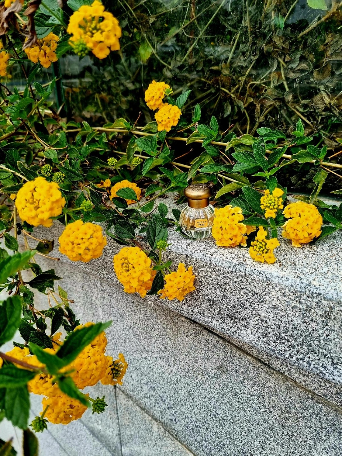 Tocca Stella