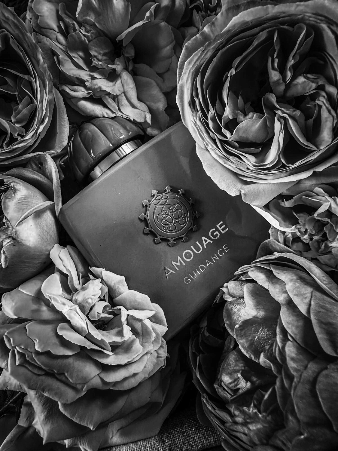 Amouage Guidance