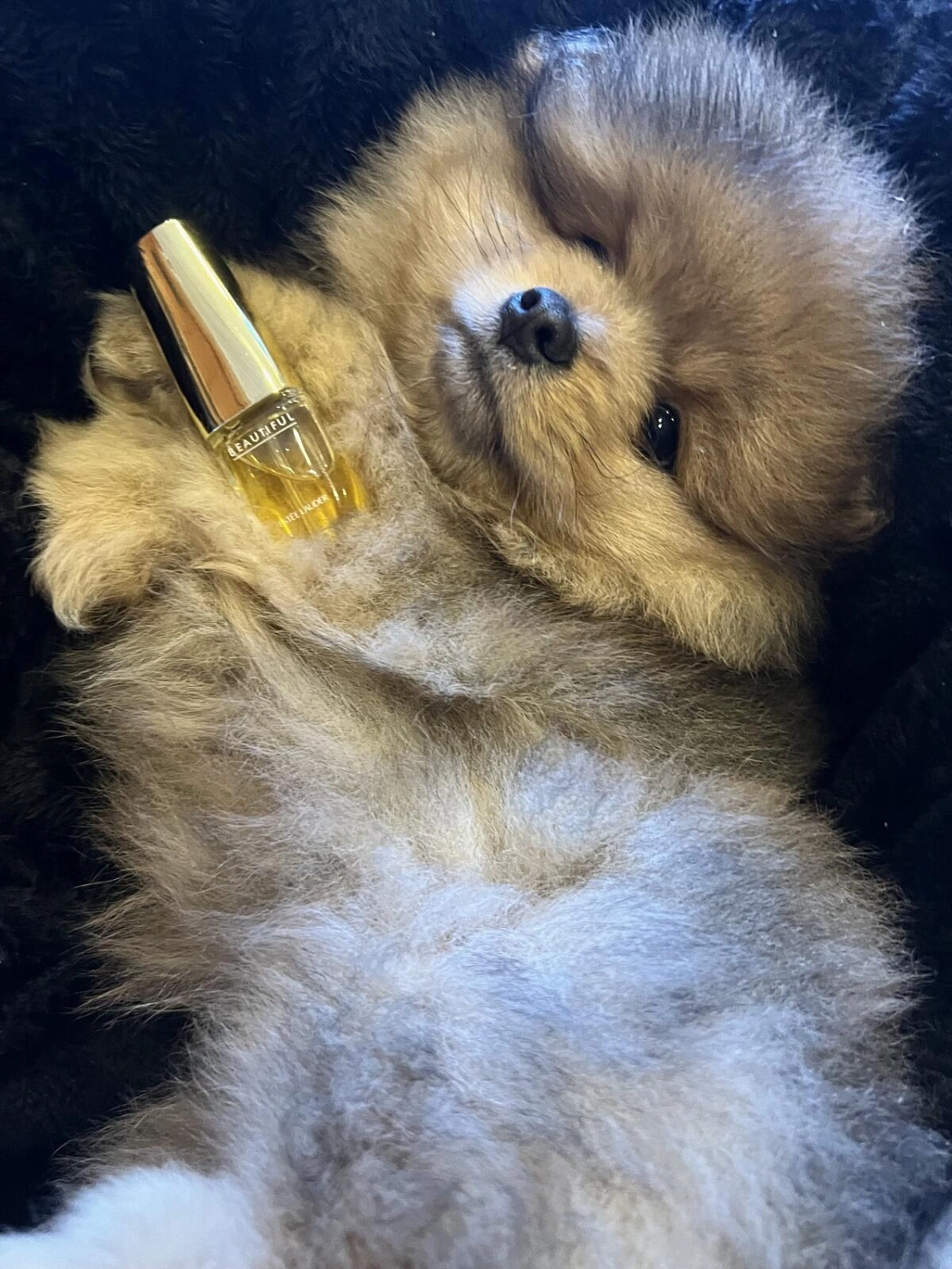 Estée Lauder Beautiful