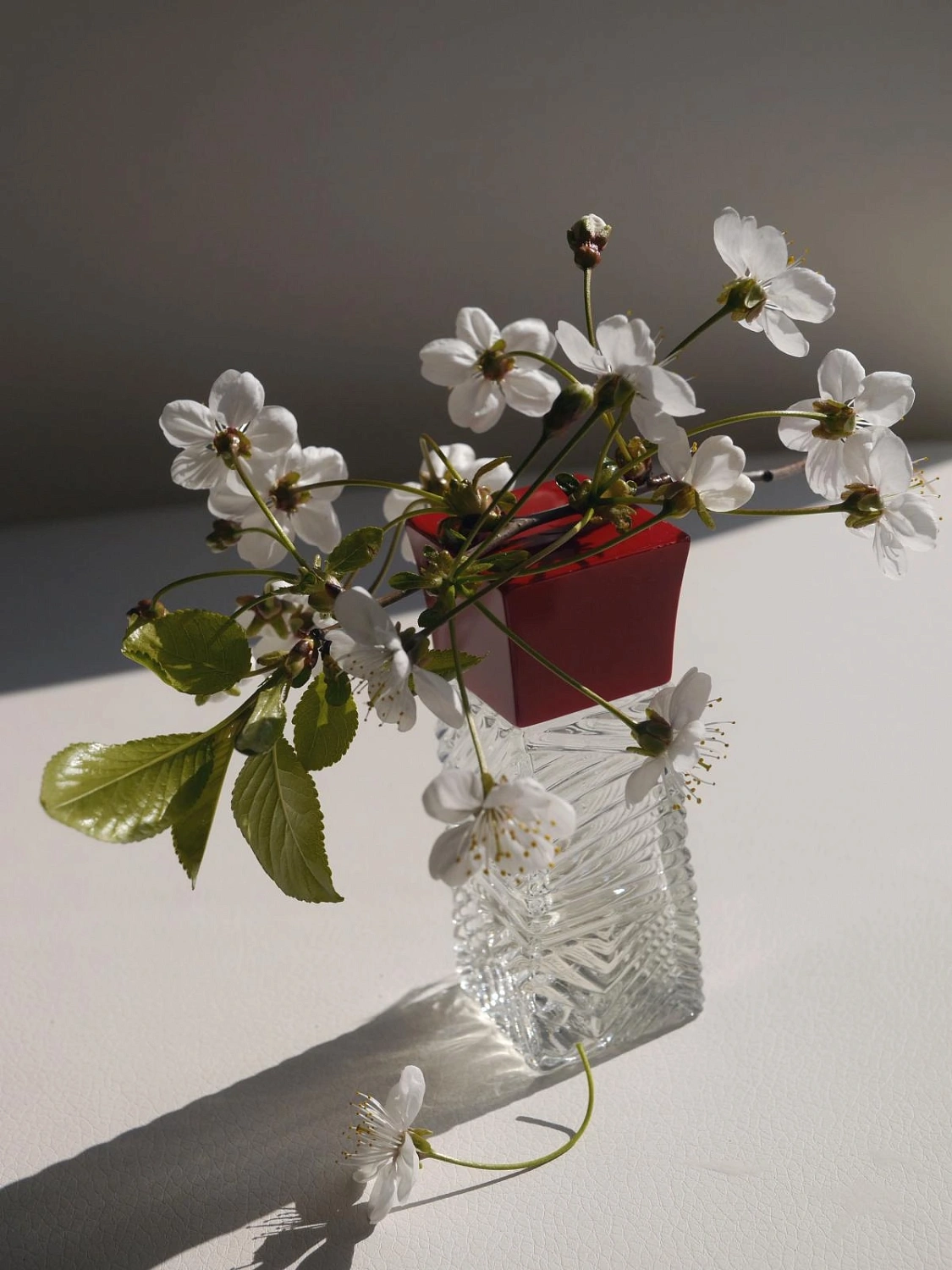 Annayake Hanami
