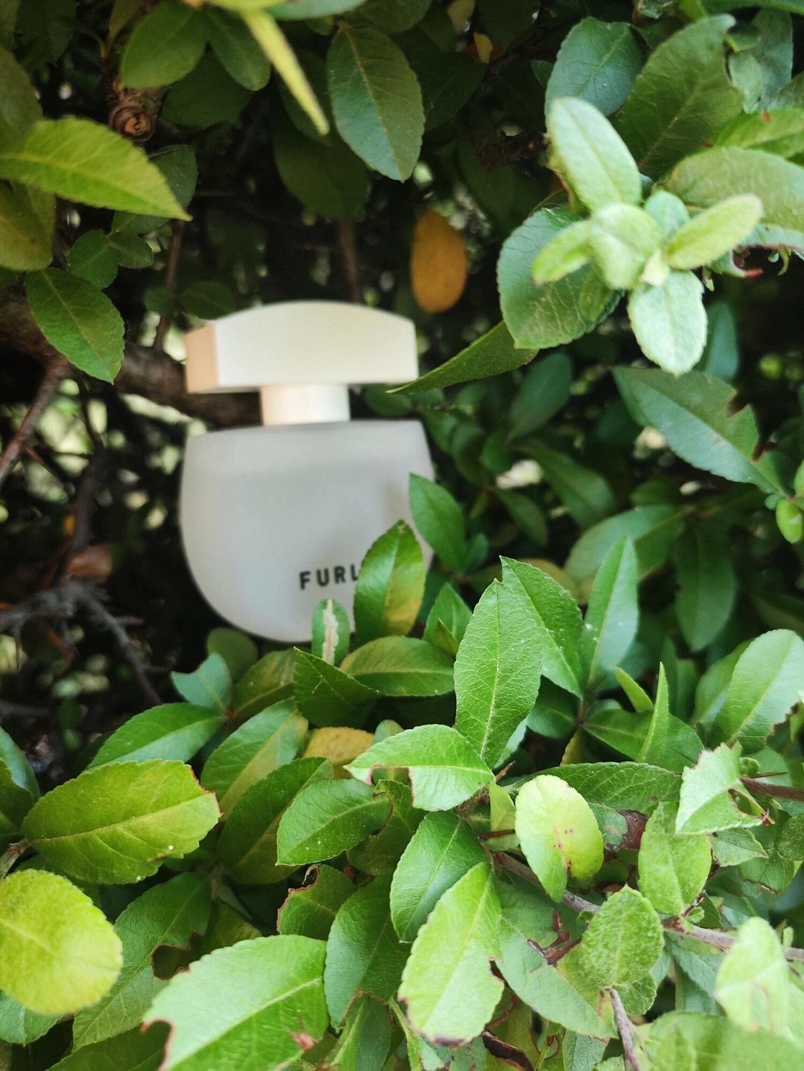Furla Pura