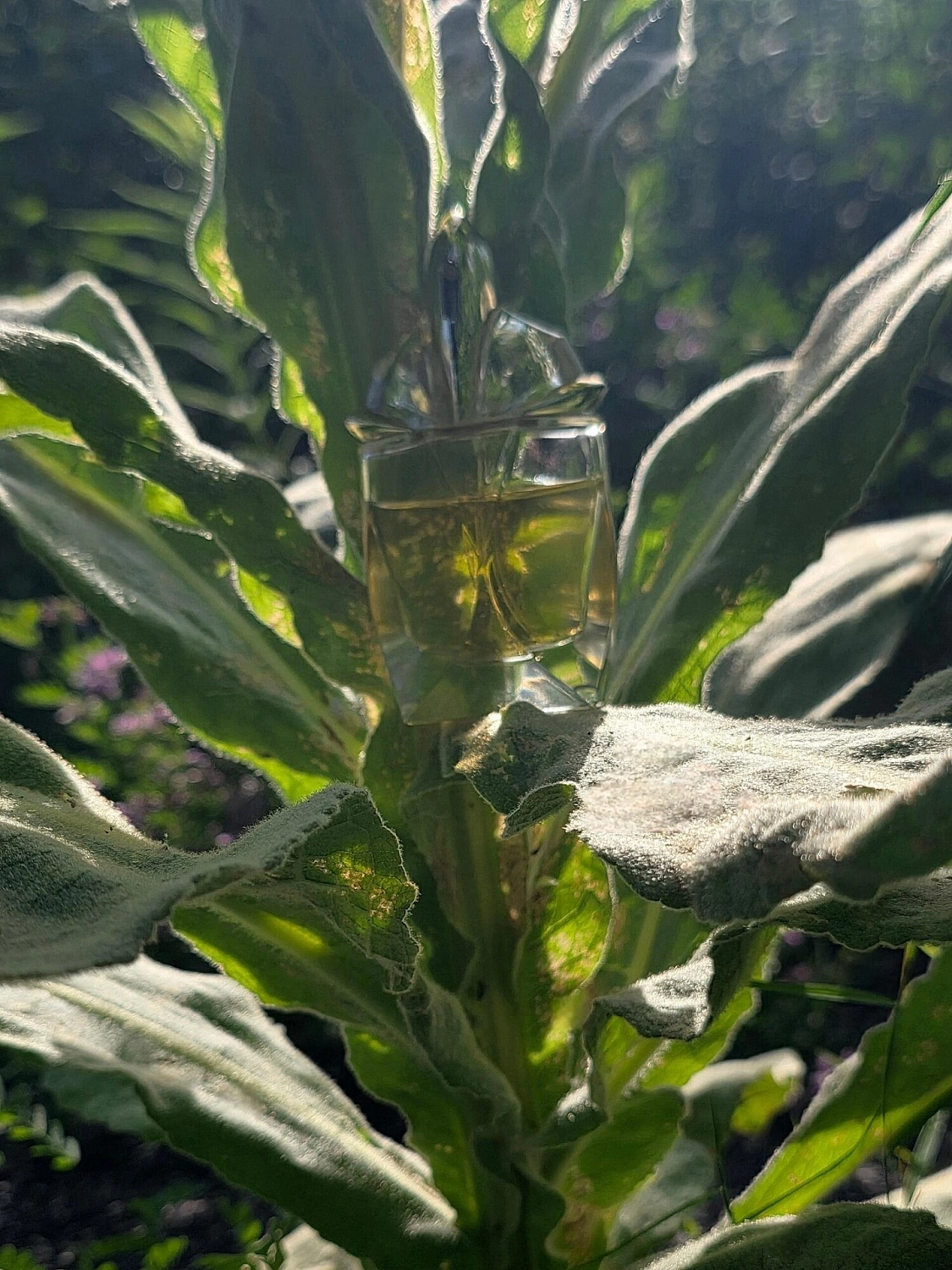 Mugler Alien Eau Extraordinaire