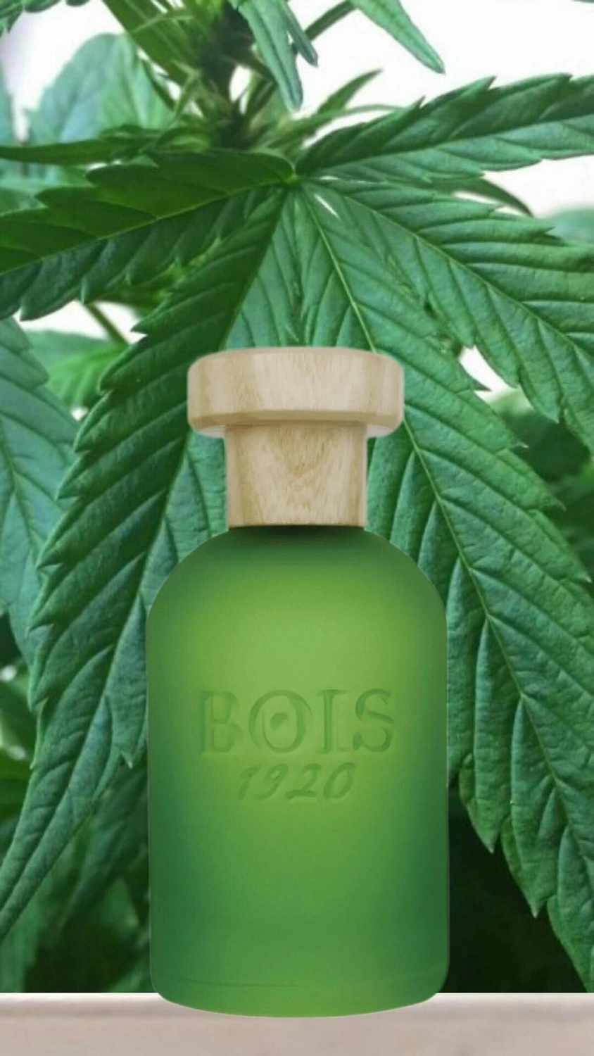 Bois 1920 Cannabis