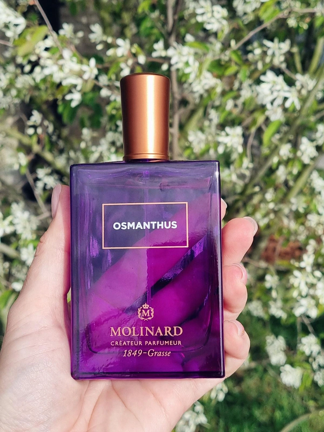 Molinard Osmanthus