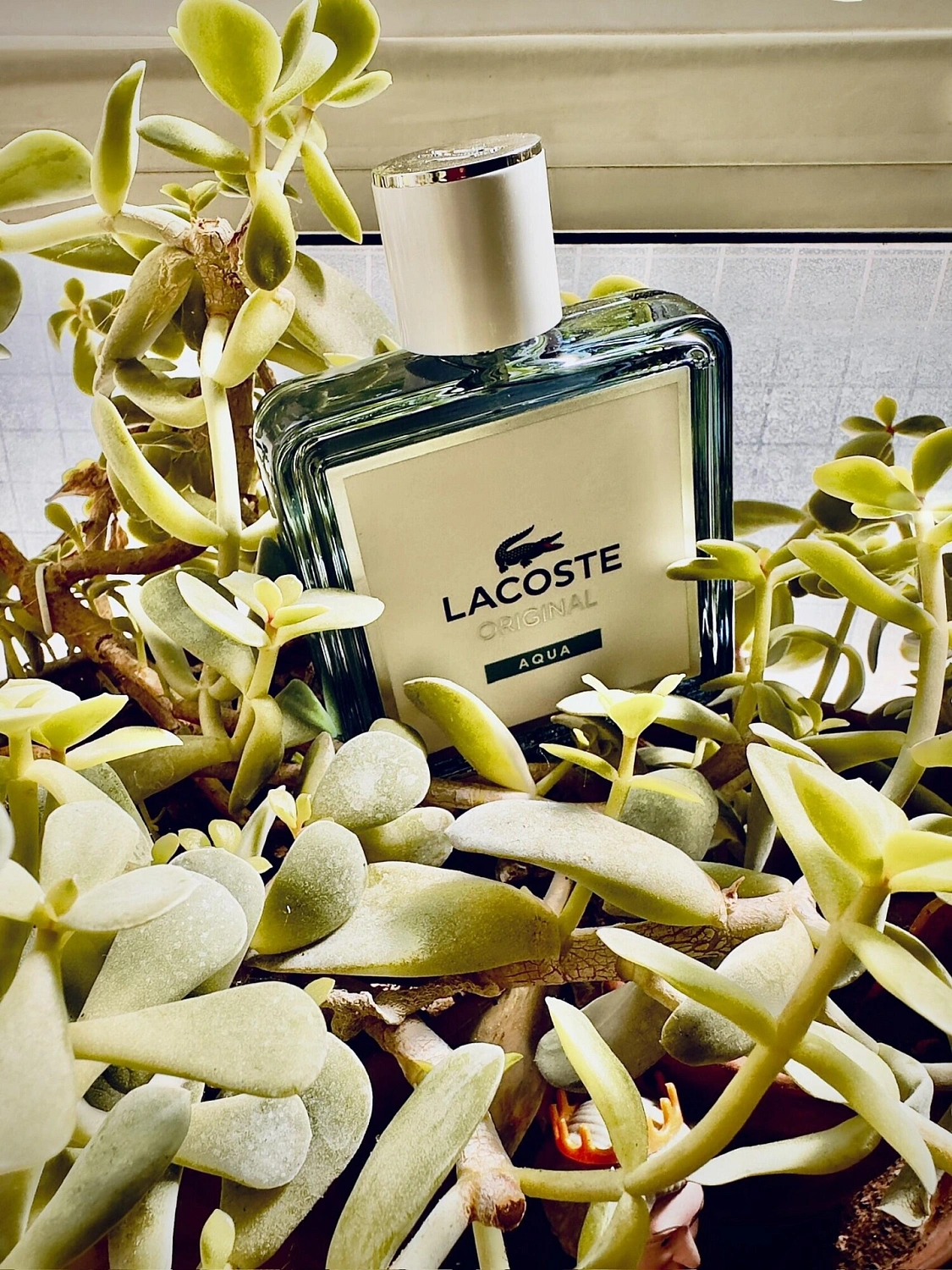 Lacoste Original Aqua