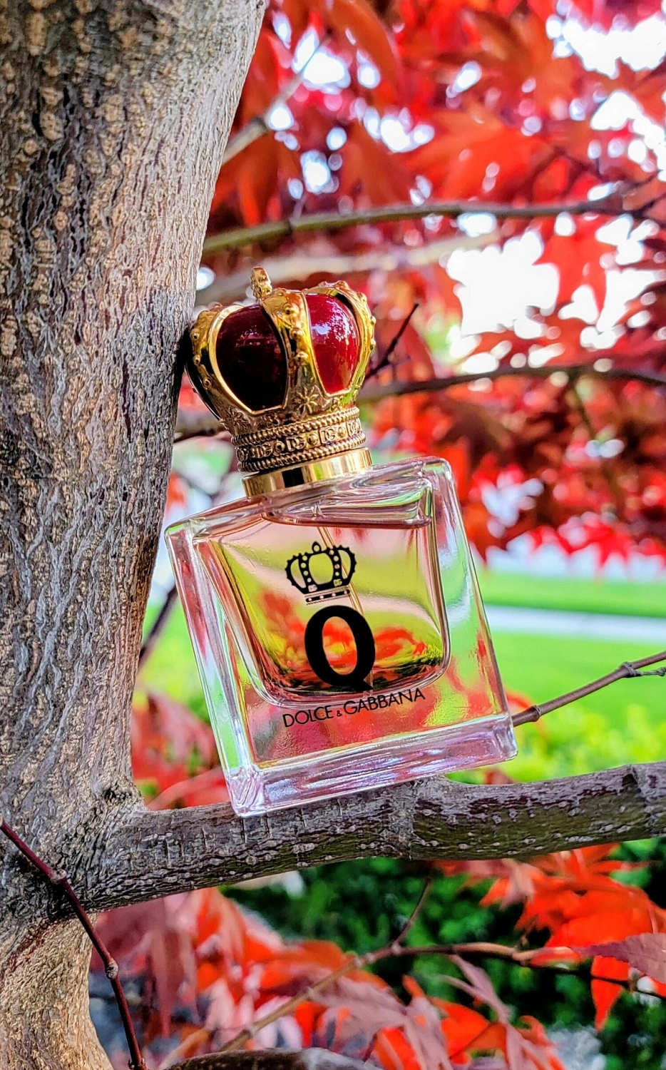 Q by Dolce & Gabbana